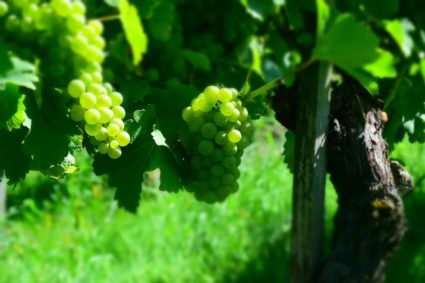 vinogradništvo marin