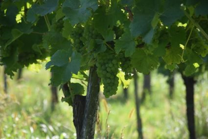 vinogradništvo marin