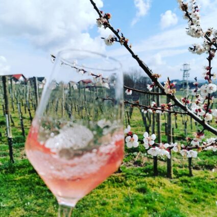 vino za poroko