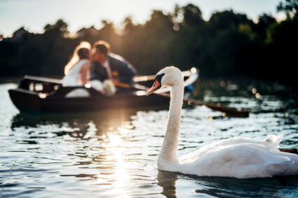 Avenia weddings