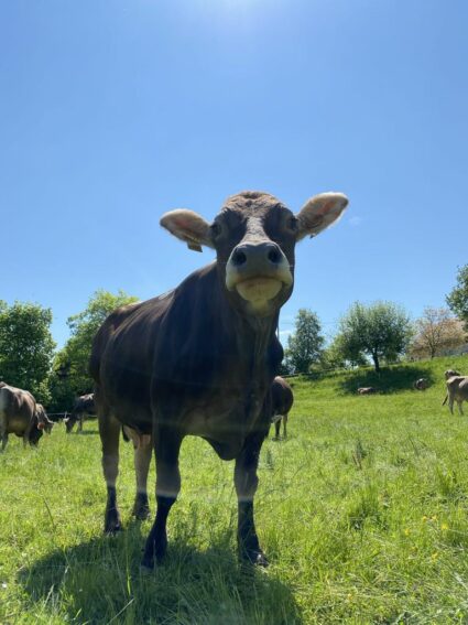 Ekološka kmetija Kogovšek