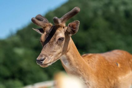 Domačija Lamperček