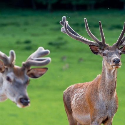 Domačija Lamperček