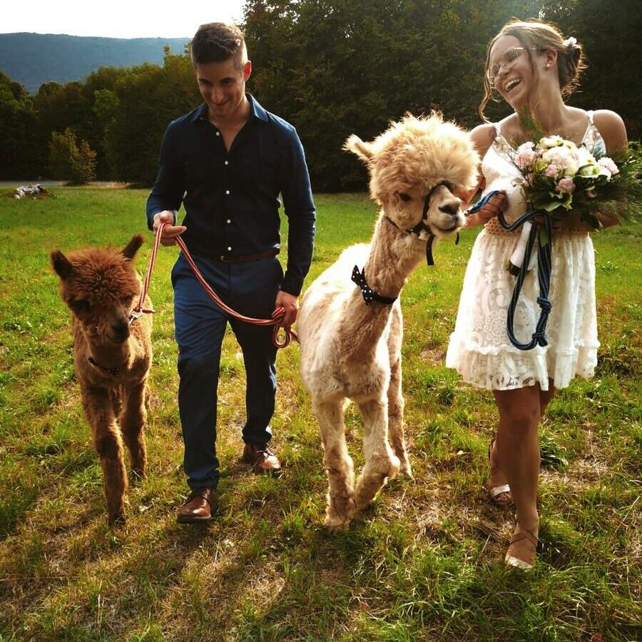 poročno fotografiranje z alpakami