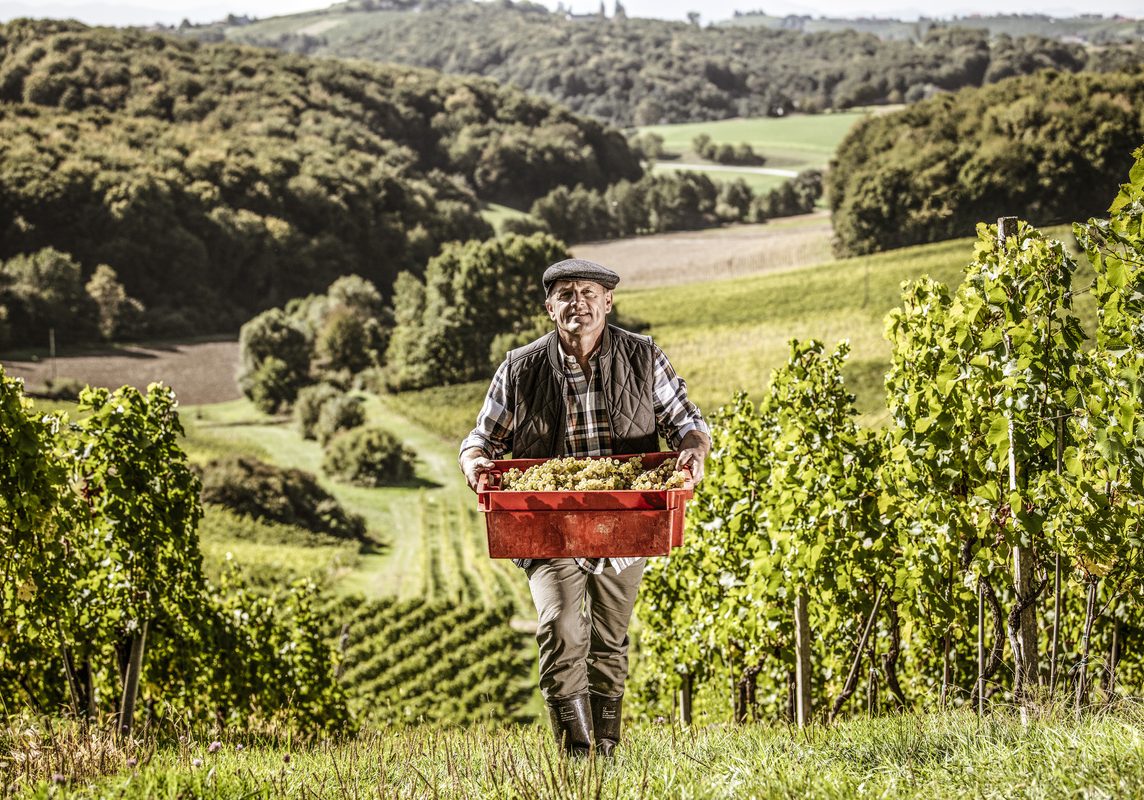 Vina Puklavec